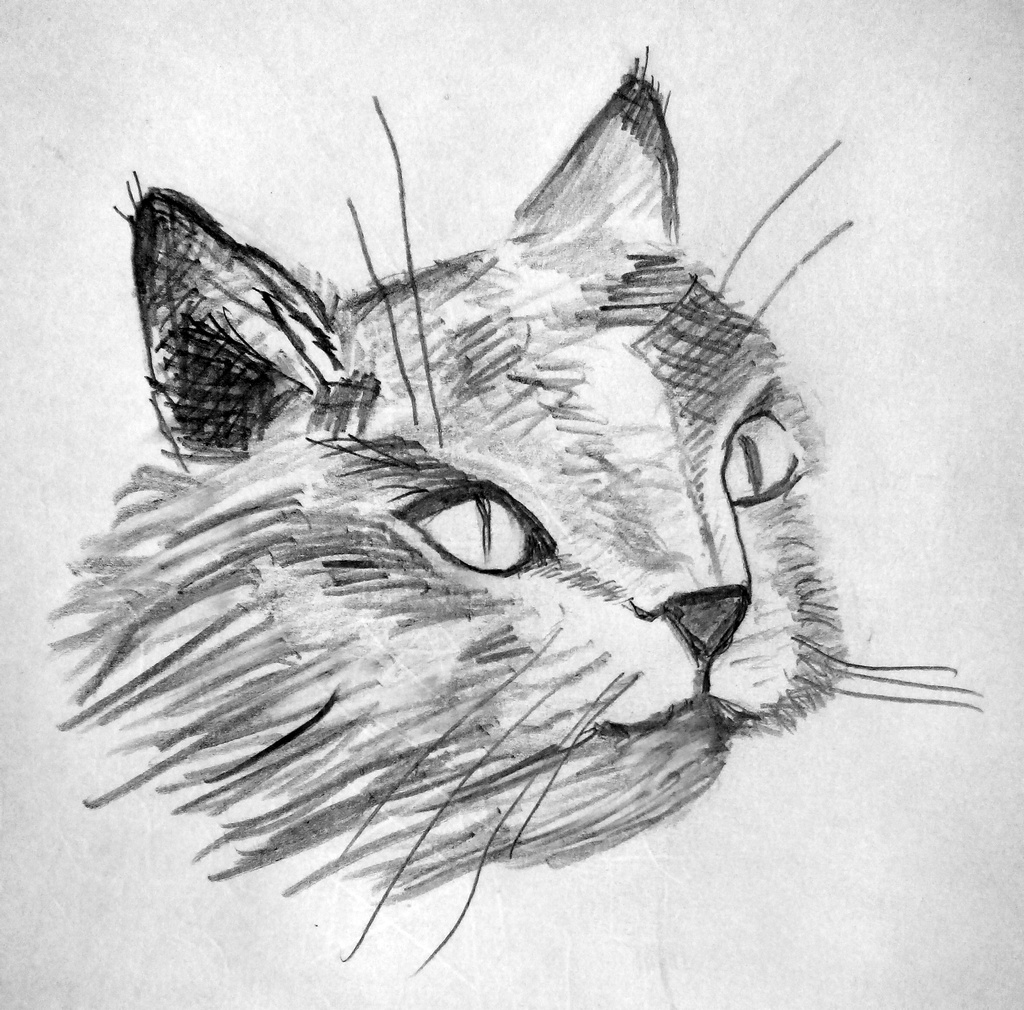 Рисунок морской кот